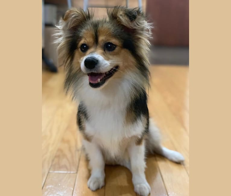 Embark Dog DNA Test Breed