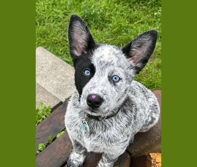 Monster X, an Australian Cattle Dog tested with EmbarkVet.com