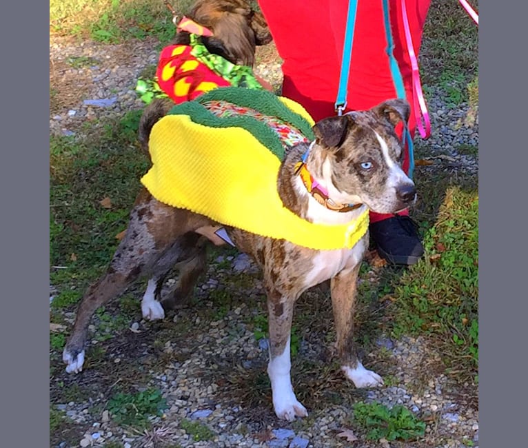 Hammer, a Boston Terrier and Australian Cattle Dog mix tested with EmbarkVet.com