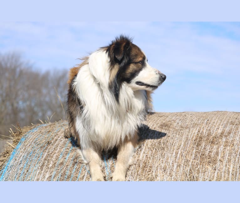 Photo of Gizmo, an English Shepherd  in Kansas, USA