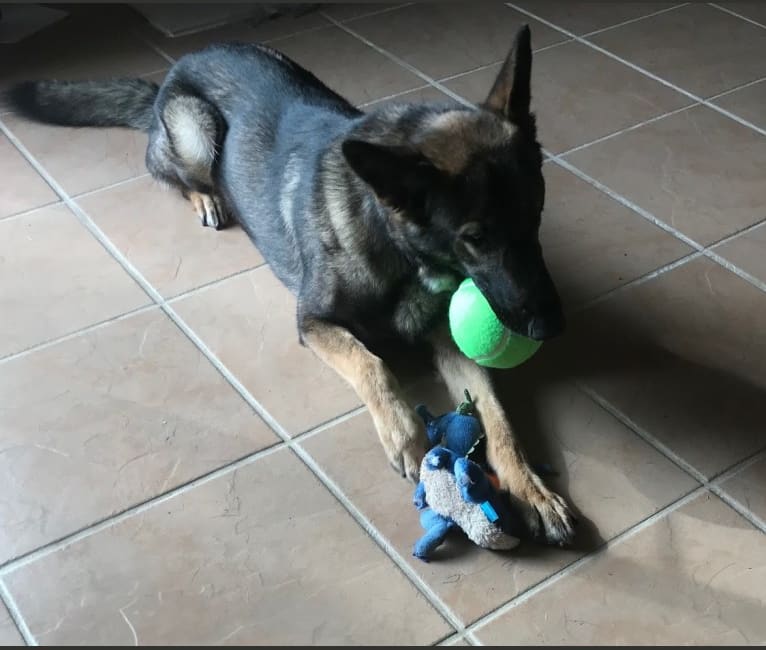 Kaiser, a German Shepherd Dog tested with EmbarkVet.com