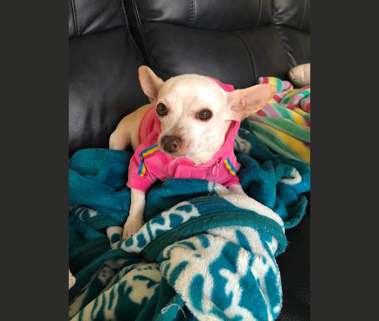 Toadette, a Chihuahua tested with EmbarkVet.com