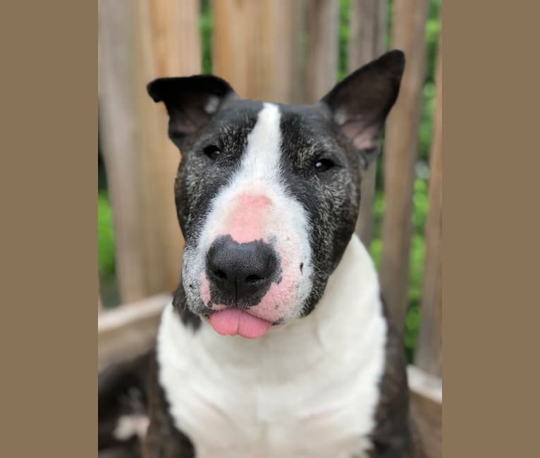 Chico Gilligan, a Bull Terrier tested with EmbarkVet.com