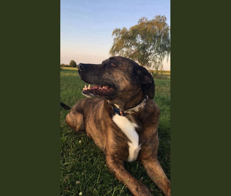 Shepherd american bulldog mix 2025