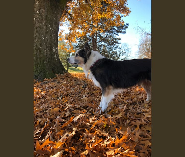 Kershaw, a Border Collie and Australian Cattle Dog mix tested with EmbarkVet.com