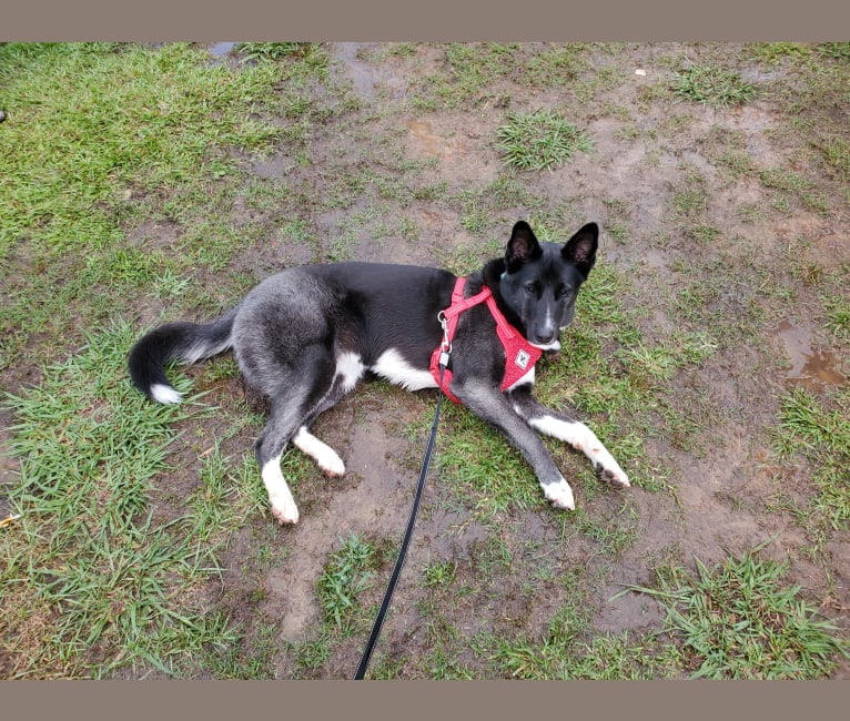 Photo of Mika, a Siberian Husky, Boxer, and German Shepherd Dog mix in Athens, Georgia, USA