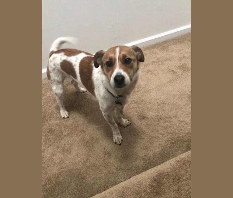 Australian cattle dog shop chihuahua mix