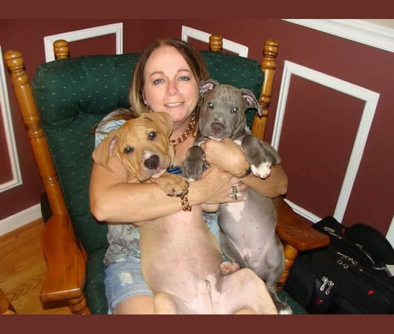 Creedence, an American Pit Bull Terrier and American Staffordshire Terrier mix tested with EmbarkVet.com
