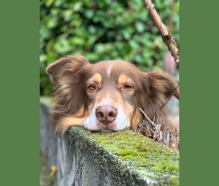 Photo of Rosie O'Doggell, an Australian Shepherd and German Shepherd Dog mix in Seattle, Washington, USA