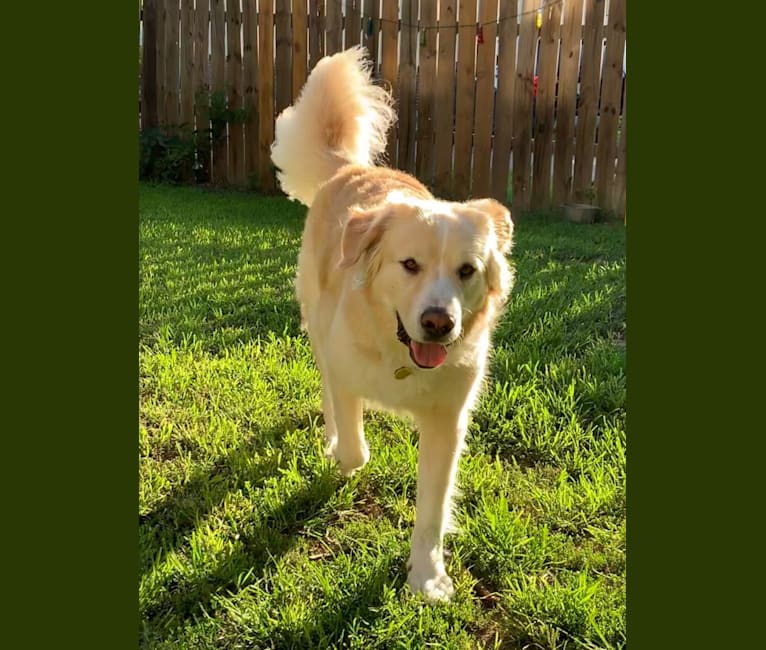 Zeus, a Saint Bernard and Anatolian Shepherd Dog mix tested with EmbarkVet.com