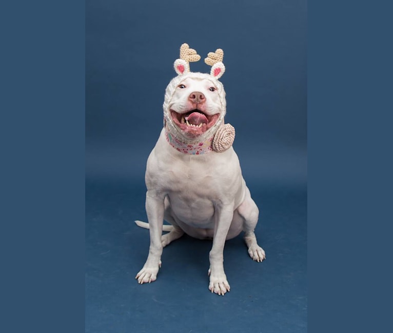Photo of Nina, an American Bulldog and American Pit Bull Terrier mix in Rochester, New York, USA