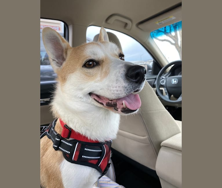 Mango, a Jindo and Pembroke Welsh Corgi mix tested with EmbarkVet.com