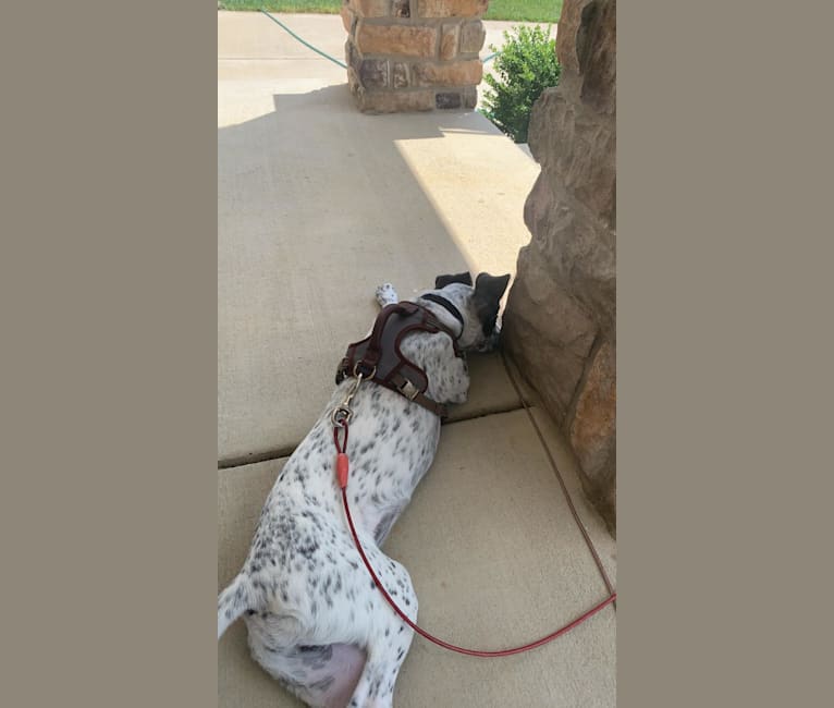 Photo of Milo, a Border Collie, Pointer, and American Bully mix in Texas, USA