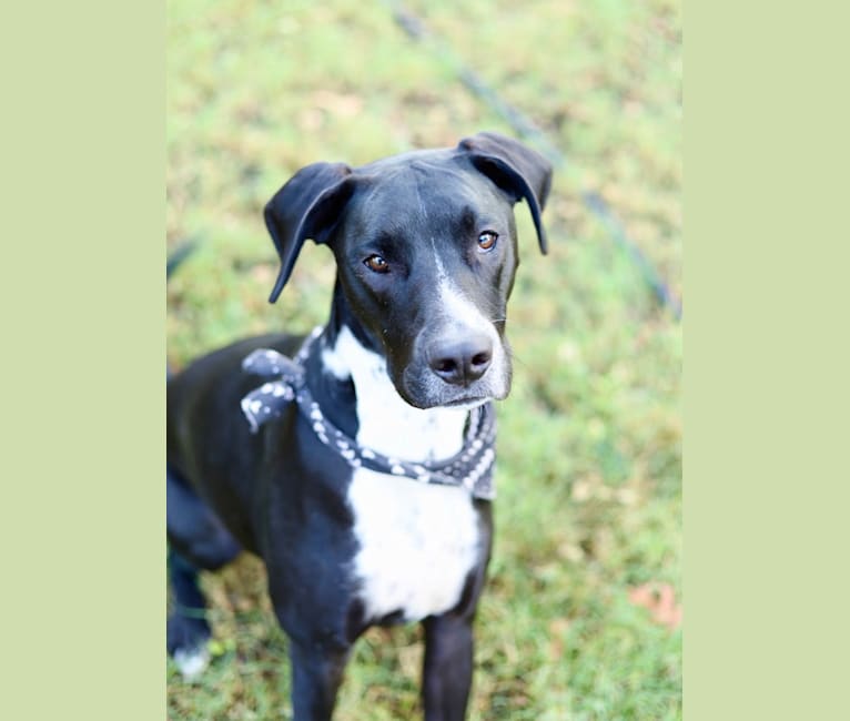 Duke, a Great Dane and American Pit Bull Terrier mix tested with EmbarkVet.com