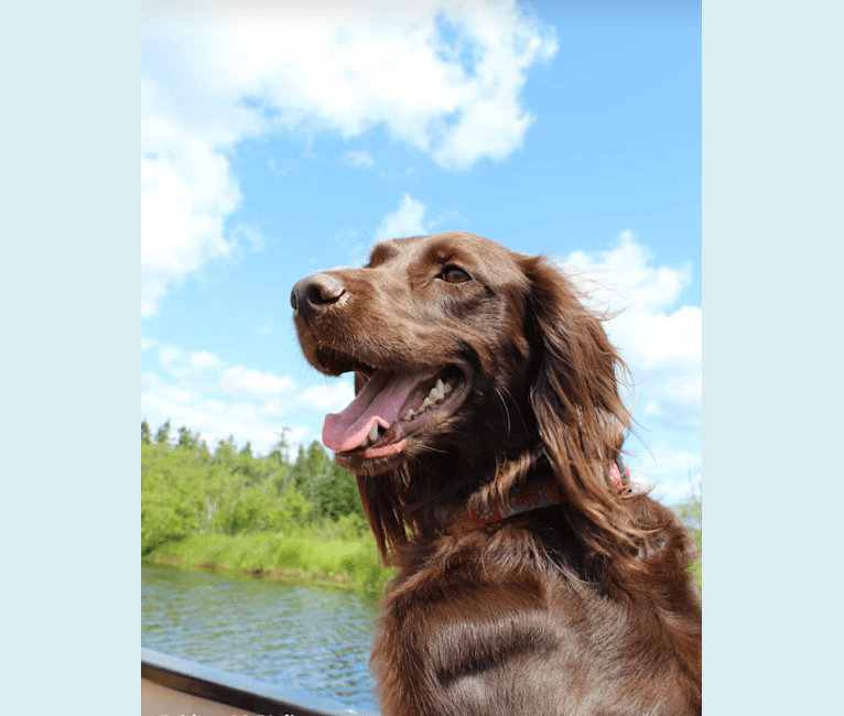 Luna, a Boykin Spaniel and Golden Retriever mix tested with EmbarkVet.com