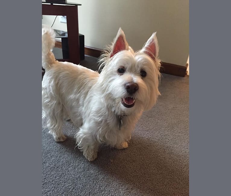 Gretchen, a West Highland White Terrier tested with EmbarkVet.com
