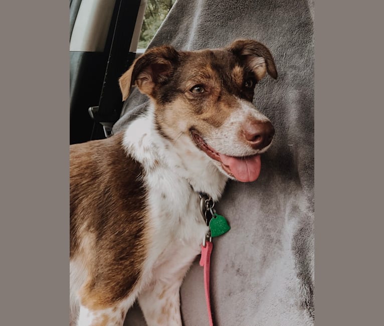 Nova, a Rat Terrier and German Shepherd Dog mix tested with EmbarkVet.com