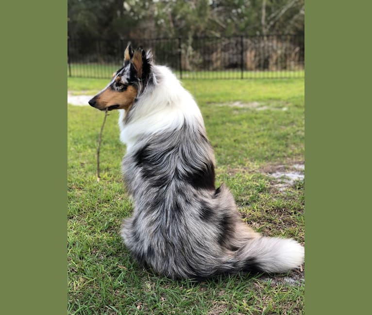 Kuma, a Collie tested with EmbarkVet.com