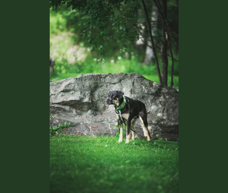 Super, a Western European Village Dog and American Pit Bull Terrier mix tested with EmbarkVet.com