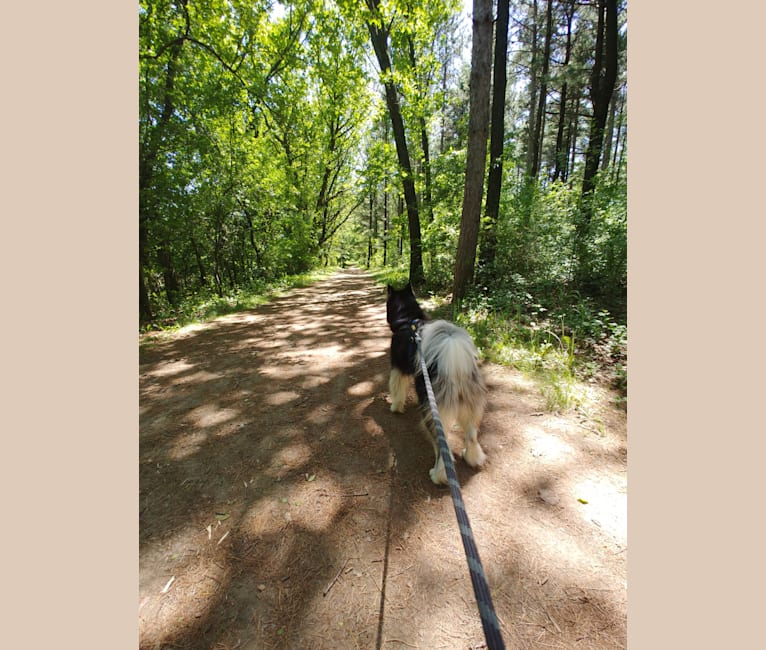 Aurora, a Siberian Husky tested with EmbarkVet.com