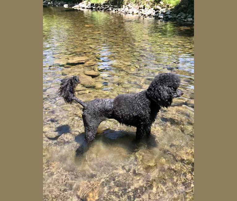 Paisley Chenille Hardinger, a Poodle (Standard) tested with EmbarkVet.com