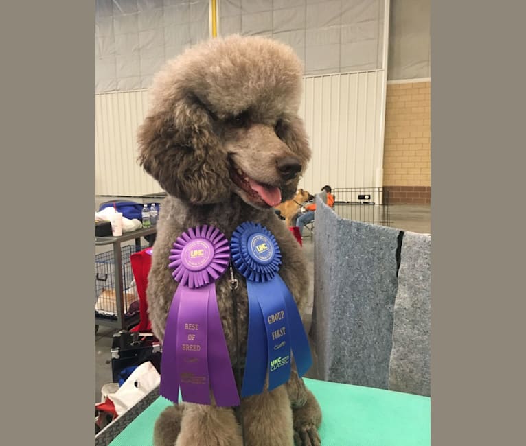 Ripley, a Poodle (Standard) tested with EmbarkVet.com