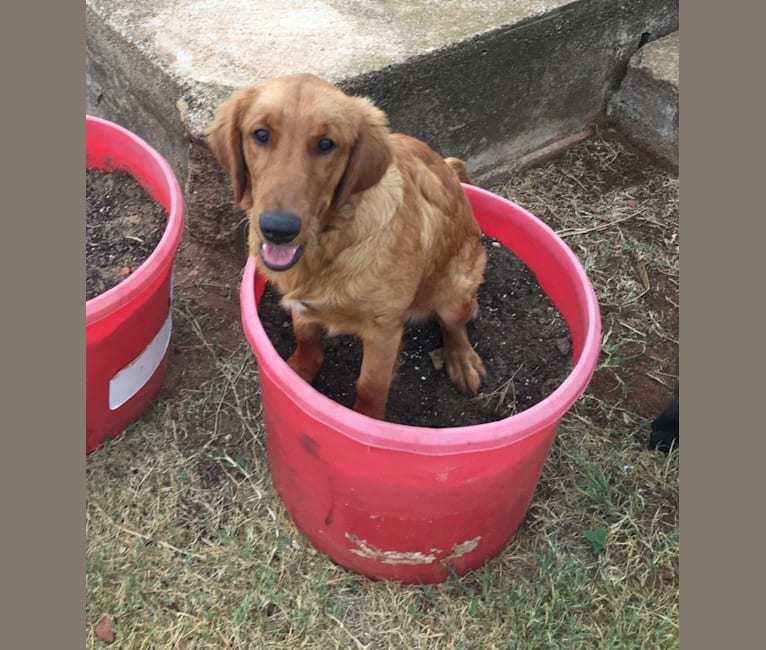 BEX Red Girl Owyn, a Golden Retriever tested with EmbarkVet.com