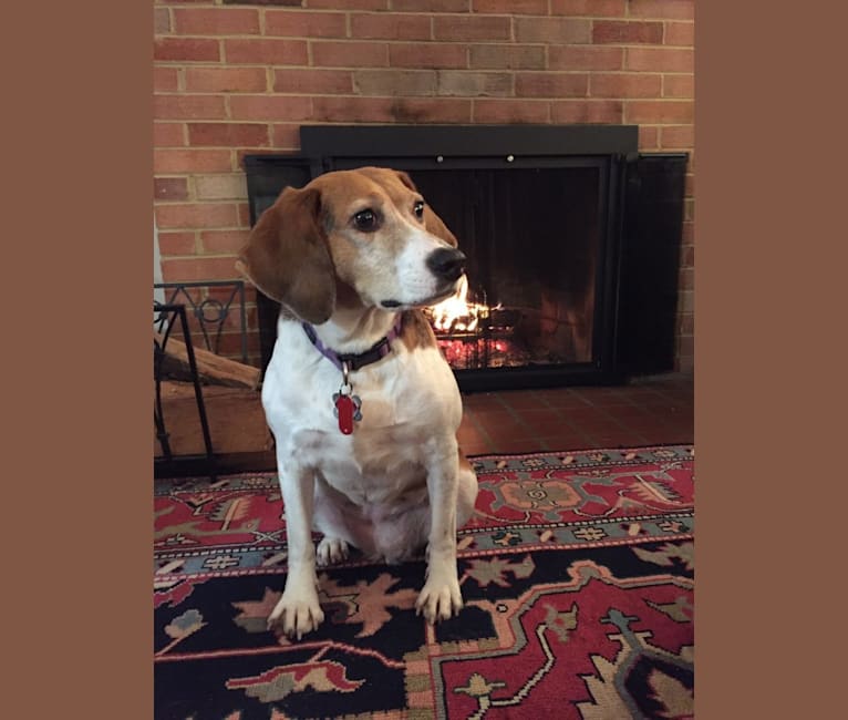 Patsy, a Beagle and Mountain Cur mix tested with EmbarkVet.com