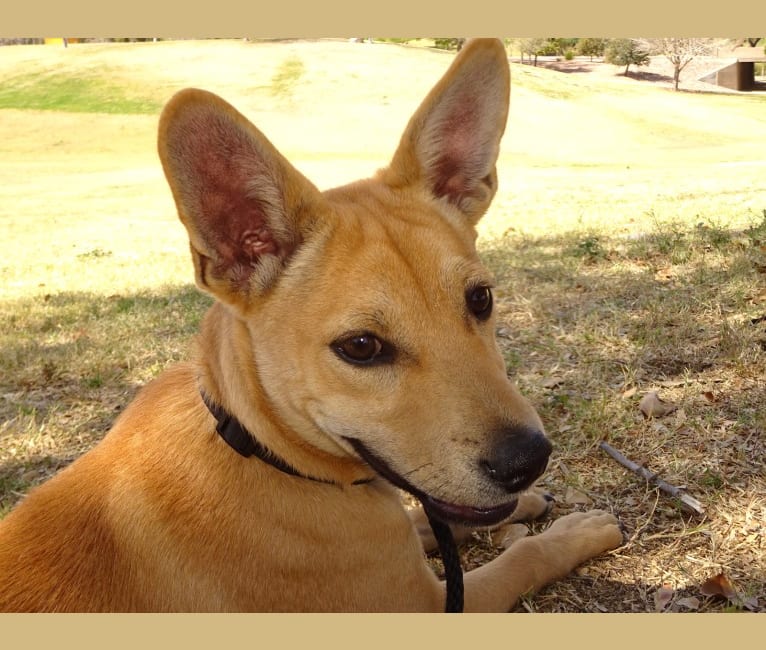 Photo of Bean, a Chow Chow, Chihuahua, and Mixed mix in Tempe, Arizona, USA