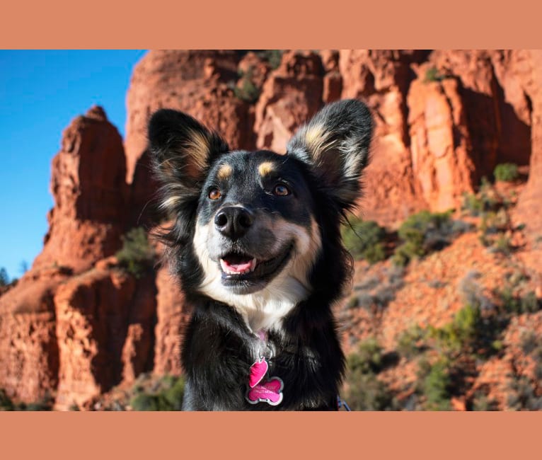 Luna, an Australian Cattle Dog and Chow Chow mix tested with EmbarkVet.com