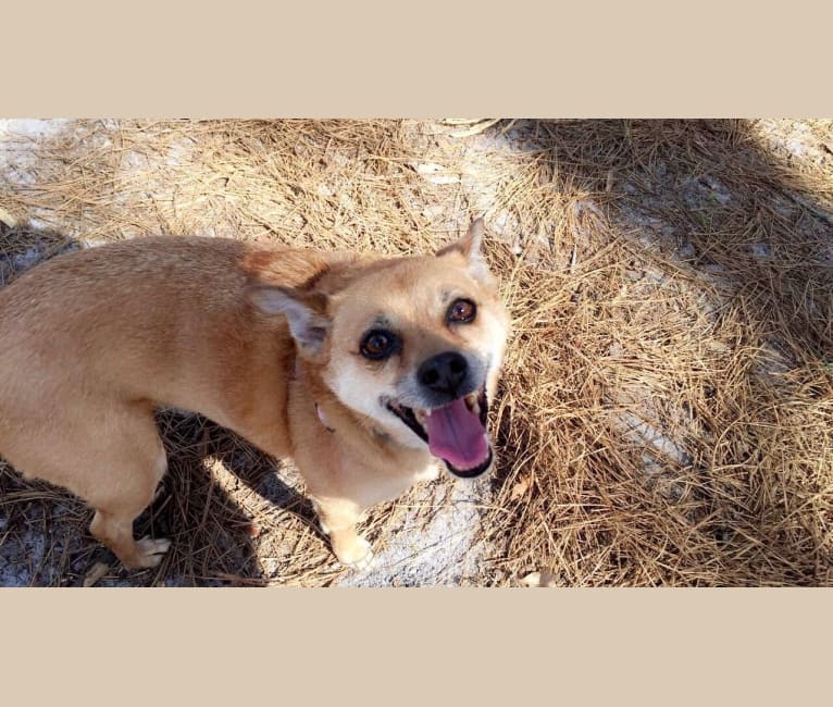 Skittles, a Chihuahua and Pomeranian mix tested with EmbarkVet.com