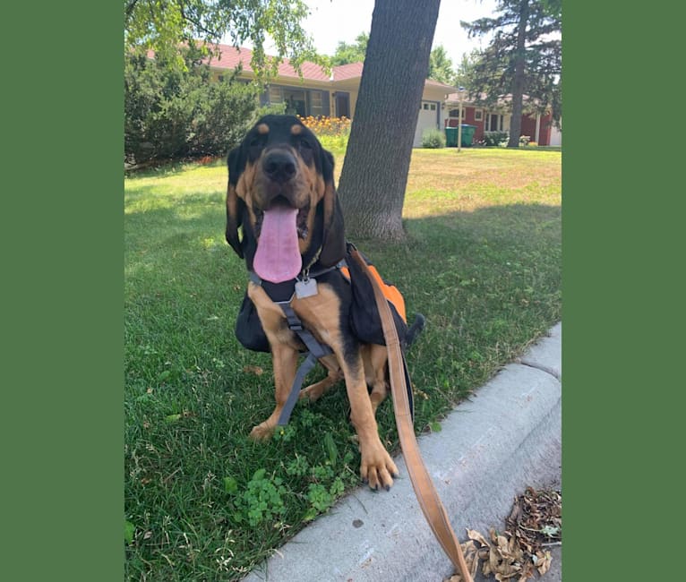 Photo of Oscar, a Bloodhound  in Minneapolis, Minnesota, USA