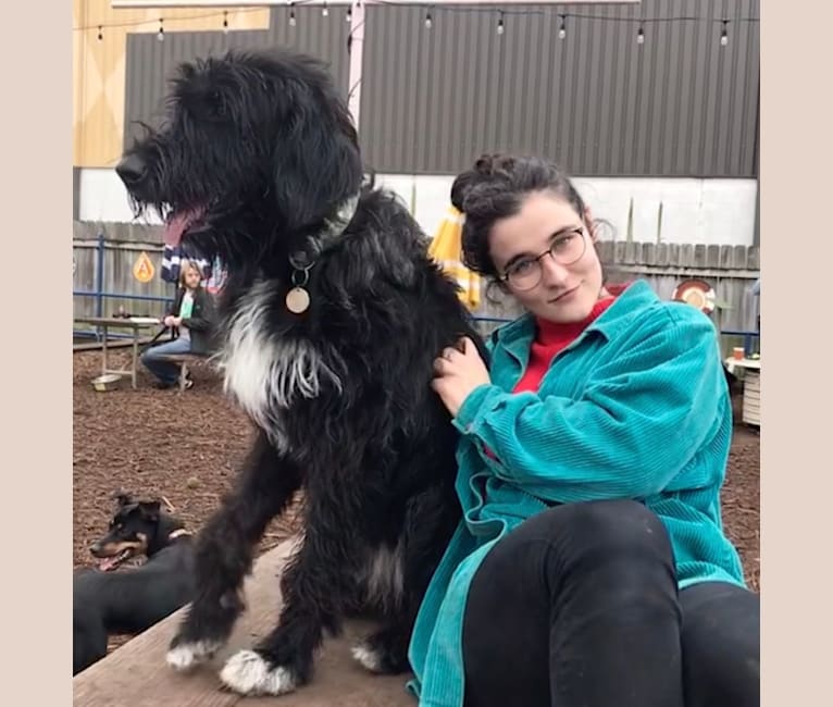 Embark Dog DNA Test Breed
