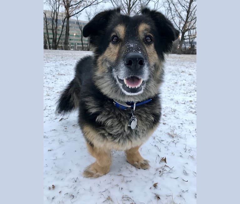 Simba, a German Shepherd Dog and Labrador Retriever mix tested with EmbarkVet.com