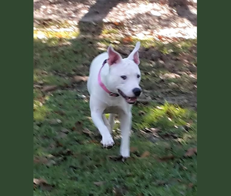 Lila, an American Pit Bull Terrier and Dogo Argentino mix tested with EmbarkVet.com