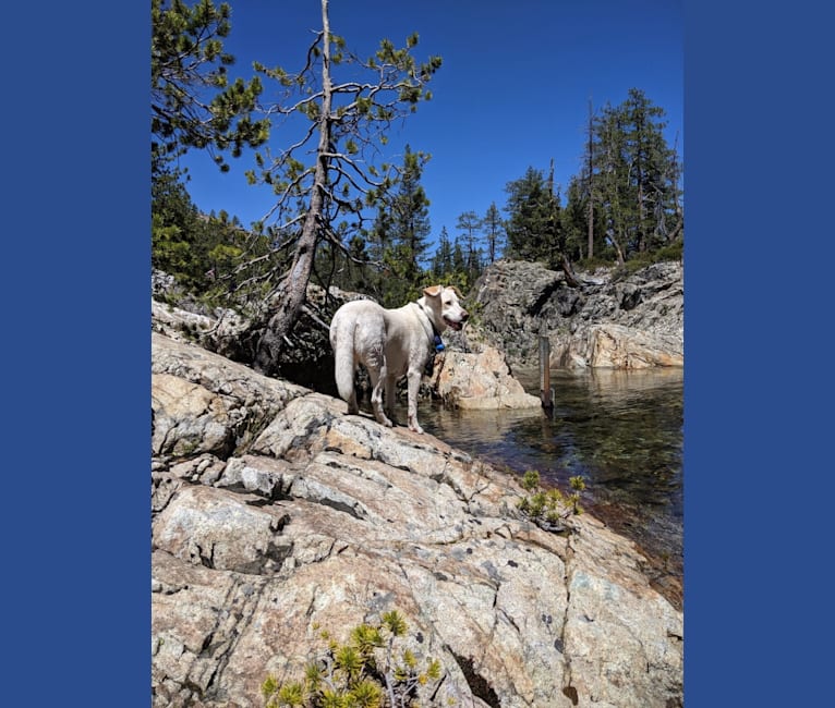 Jolene, a Siberian Husky and Chinese Shar-Pei mix tested with EmbarkVet.com