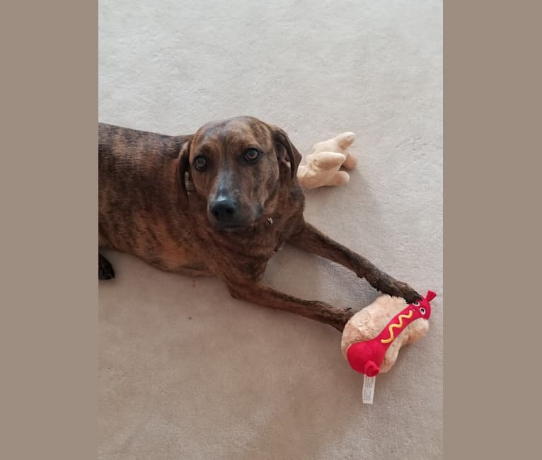 Claire, a Mountain Cur and Redbone Coonhound mix tested with EmbarkVet.com