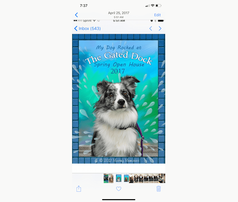 Luciana dog clearance