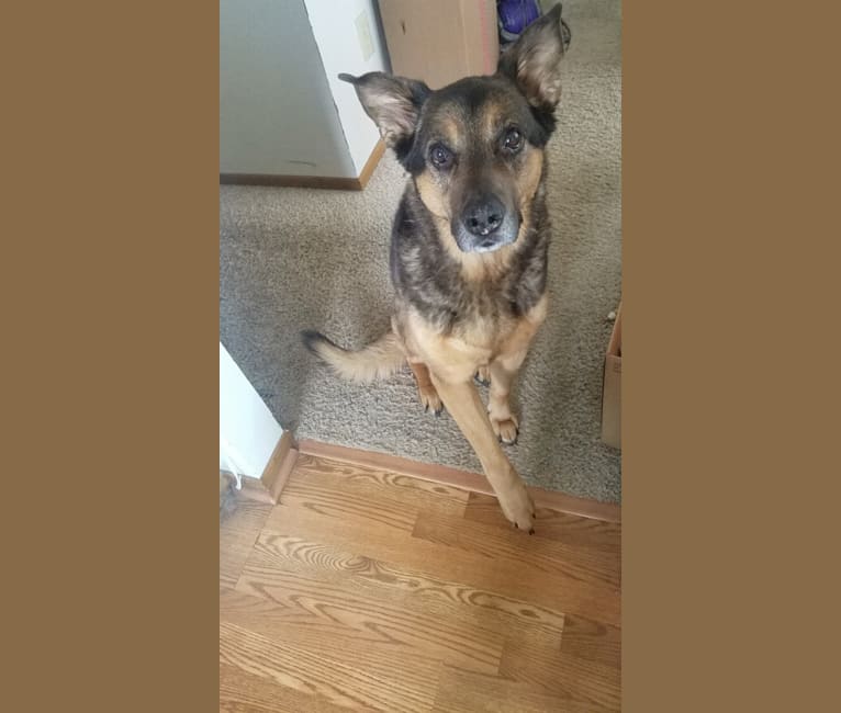 Doozie, a German Shepherd Dog and Australian Cattle Dog mix tested with EmbarkVet.com