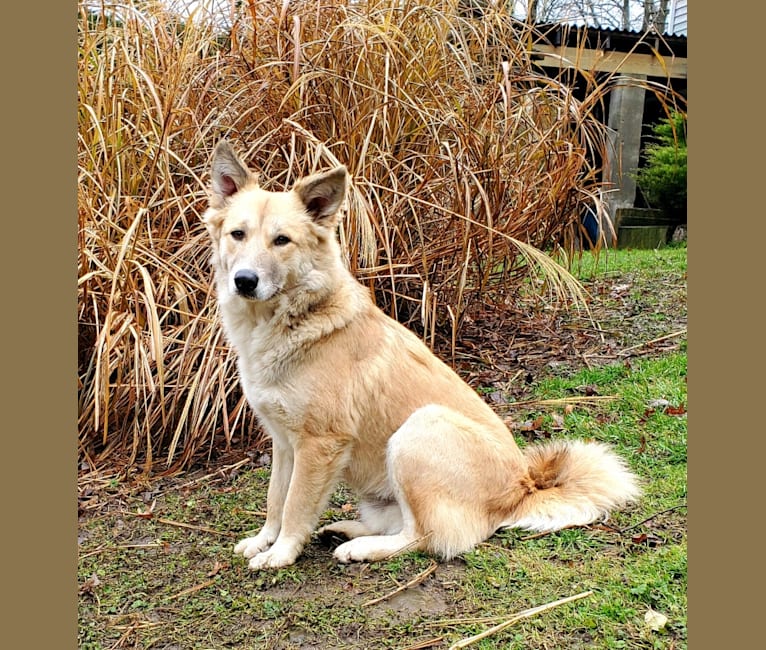 Nelson, an Arabian Village Dog tested with EmbarkVet.com