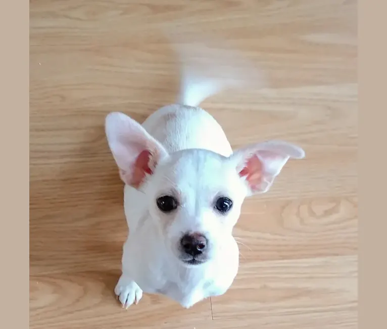 Kaiju, a Chihuahua and Poodle (Small) mix tested with EmbarkVet.com