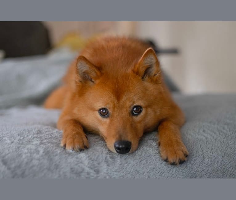 Photo of Mika, a Finnish Spitz  in New Zealand