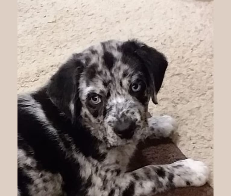 Blue hotsell merle labrador
