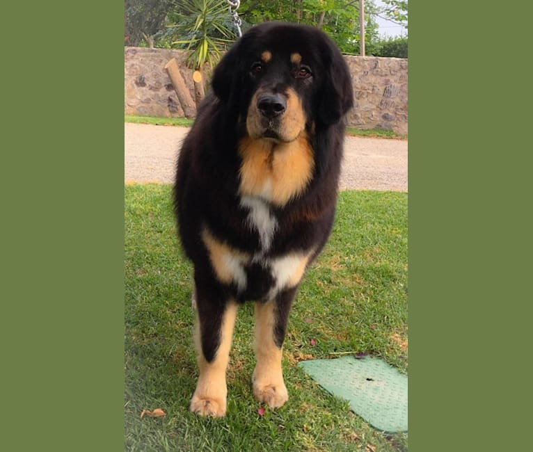 BAGIRA, a Tibetan Mastiff tested with EmbarkVet.com