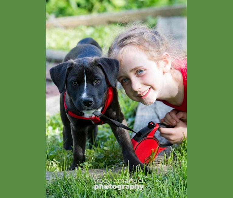 Kona, an American Pit Bull Terrier and Siberian Husky mix tested with EmbarkVet.com