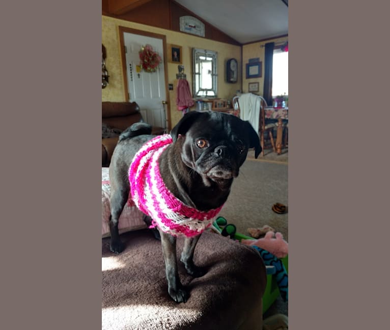 Photo of Princess Ebony, a Pug  in La Center, Washington, USA