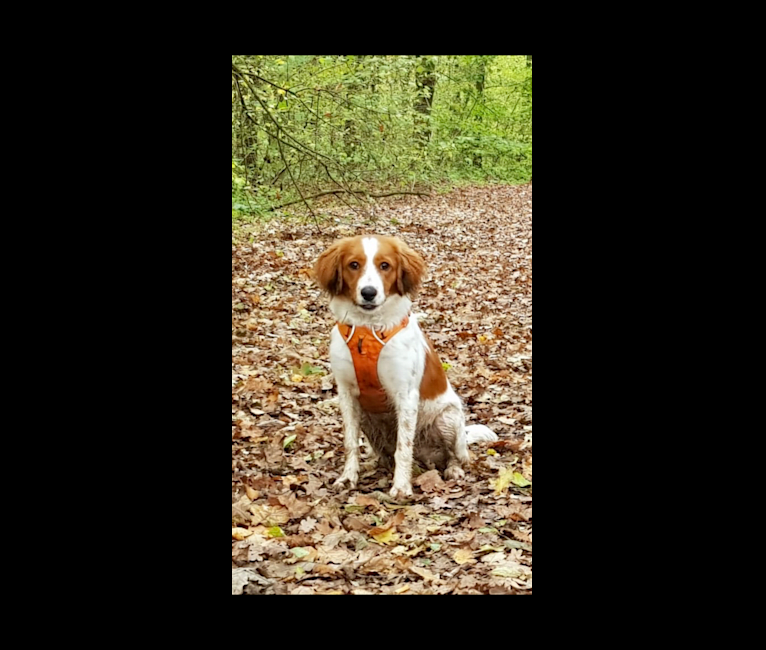 Vlinder, a Nederlandse Kooikerhondje tested with EmbarkVet.com