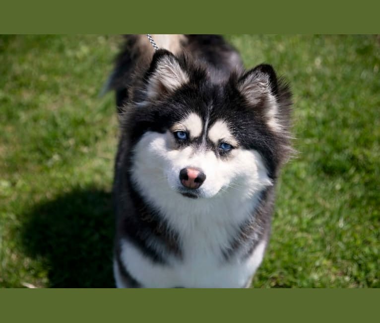 Stella, a Siberian Husky and Pomeranian mix tested with EmbarkVet.com