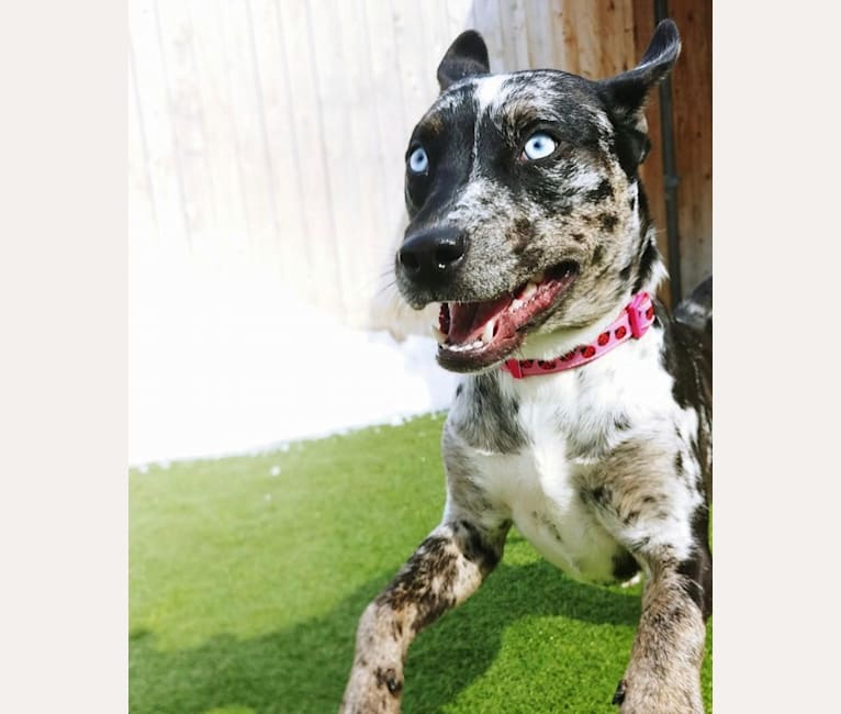 Marble, an American Pit Bull Terrier and Australian Shepherd mix tested with EmbarkVet.com