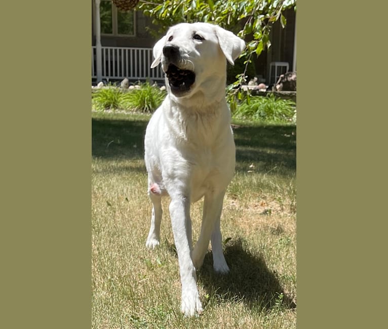 Pearle, a Labrador Retriever tested with EmbarkVet.com